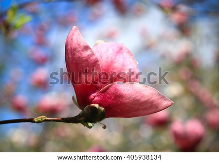 pink magnolia flower blossoms - magnolias blooming in the parks of kiev, ukraine