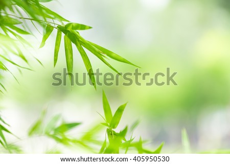 Nature of green leaf in garden at summer. Natural green leaves plants using as spring background cover page environment ecology or greenery wallpaper Royalty-Free Stock Photo #405950530