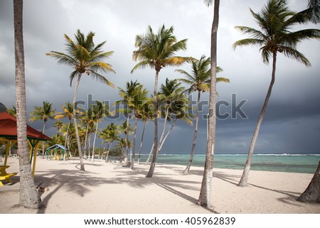 palms and Caribbean beach, La Desirade, Guadeloupe