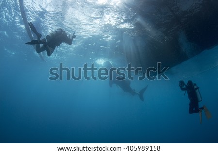 whale shark watching in West Papua New Guinea