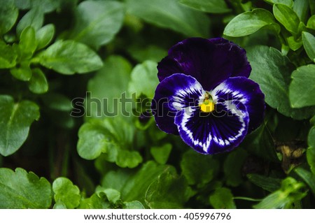 Blossoming viola cornuta flower in garden