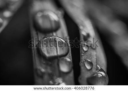 water droplets on a leaf in black and white