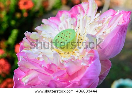 Beautiful pink  lotus flower,select focus