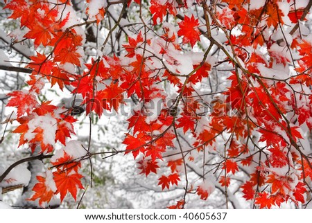 red maple tree under snow