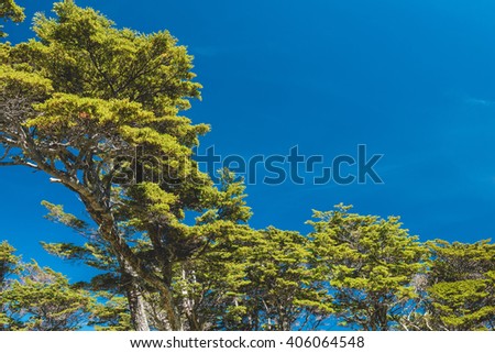 Beautiful green trees with an amazing blue sky at the background