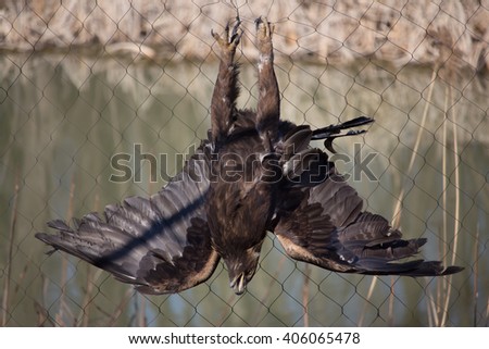 Stuck Golden Eagle - Aquila chrysaetos
