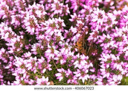 Blossoming pink heather close up
