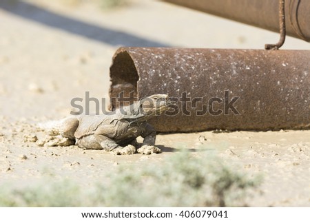 Arabian spiny tailed lizard hiding in abandoned pipeline - oil field - Bahrain
