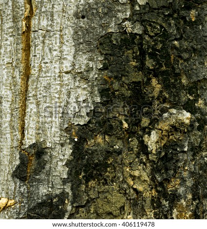  tree texture