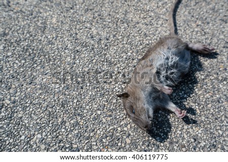 Dead rats on the floor with disease