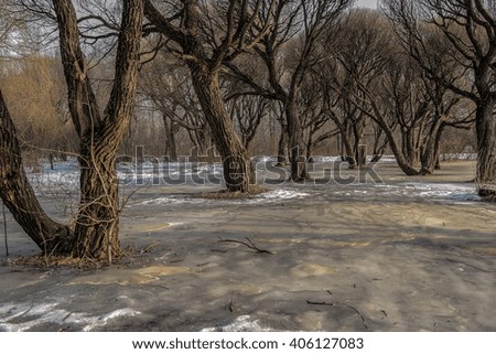 Early morning in the forest. Forest lake covered with ice. The rays of the sun and colorful clouds.Spring landscape.Spring flood. Bottom view on the snow and ice on the river.The thaw in early spring.
