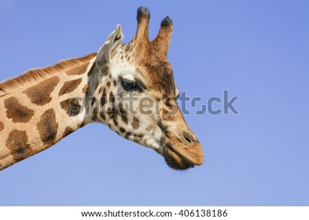 Close up shot of a Giraffe with a Blue Sky Backdrop.