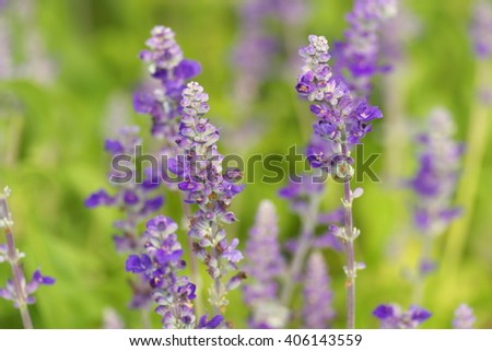 Lavender flower shallow focus blur background.