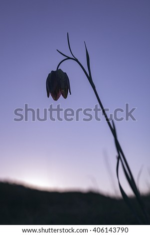 Spring flower Fritillaria silhouette 