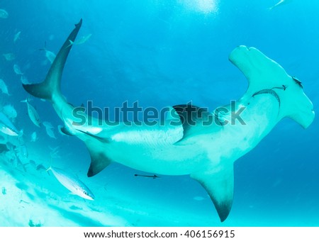 Hammerhead shark in Bahamas,underwater picture