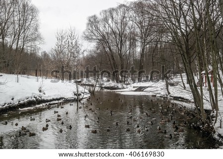 Ducks and drakes on the lake in the spring in the city.Spring morning in the forest. The rays of the sun and colorful clouds.Spring landscape.Spring flood.Bottom view on the snow and ice on the river.