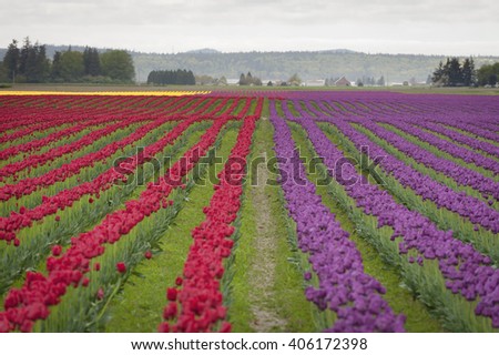Tulips in the Skagit Valley. A sure sign that springtime is upon us is the start of the Skagit Valley Tulip Festival. A carpeting of colorful flowers dominates the landscape in all directions.