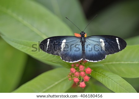 The tropical colorful butterfly on the flower closeup picture.