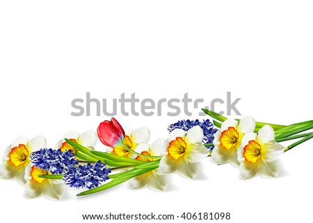 spring flowers narcissus isolated on white background.  tulip hyacinth