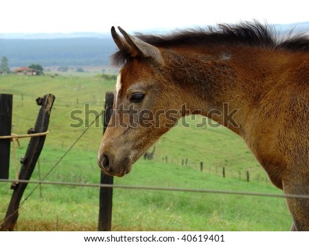 Horse in a farm