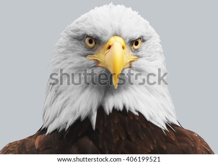 The head of an eagle on isolated background.