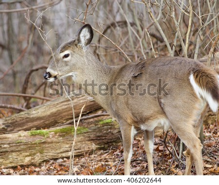 Image with a wild deer in the forest
