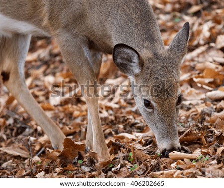 Beautiful picture with a cute wild deer in the forest
