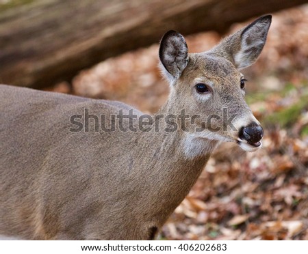 Beautiful portrait of the cute wild deer in the forest