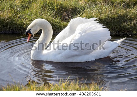 Beautiful white swan in water in the green meadows of the Netherlands