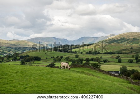 View near Windermere Lake from Orrest Head on the Meadows with Cows. English Lake District National Park, Cumbria, UK