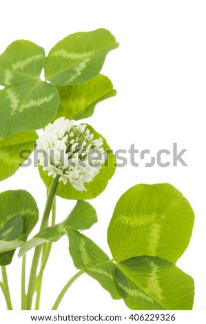 leaves and white flower of clover on a white background