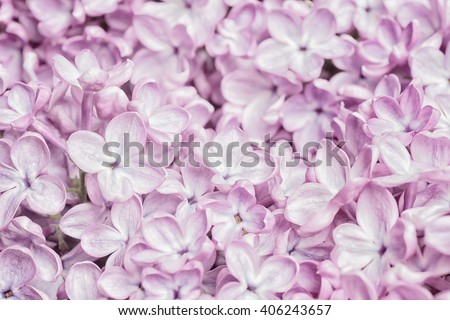 Pretty Pastel Light Pink Lilac Flower Bunch Closeup, filling the framework with short focus on some lower blooms. The bokeh blur area is background for copy, text or your words. High key horizontal