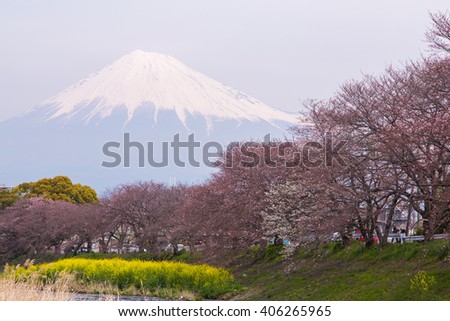 Mt. Fuji and Cherry tree