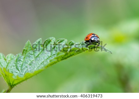 Macro of seven spot ladybug Coccinella septempunctata 