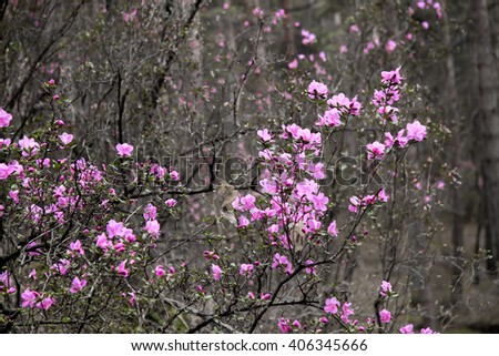 rhododendron flowers in a mountain forest in the Altai, Siberia