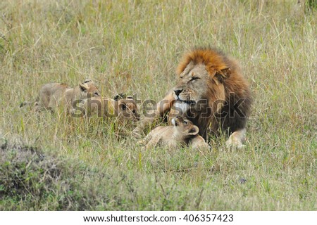 animals; wildlife;family of wild lions; lion;landscape background;playing animals, predator