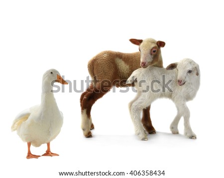 duck and sheep on a white background