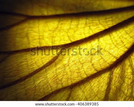 close-up of fuzzed yellow leaf