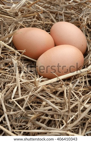 Fresh egg in the nest