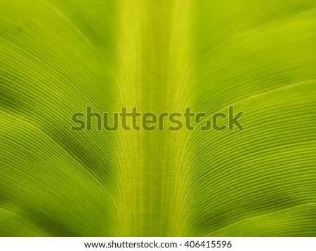 The Background Closeup of Green Banana Leaf