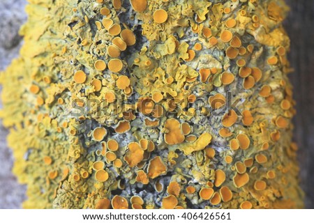Common orange lichen (Xanthoria parietina), known also as yellow scale, maritime sunburst lichen and shore lichen 