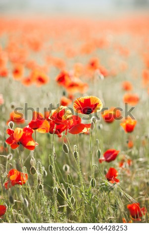 Close up in poppy field and sun