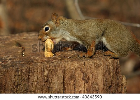 Red Squirrel Taking Peanut
