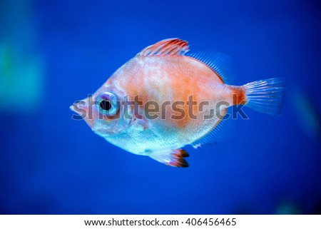 colorful reef underwater landscape with fishes and corals