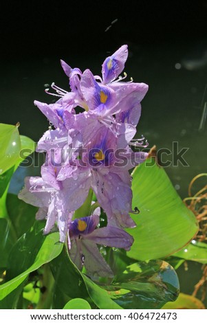 Fresh Purple Orchid Flower with Water Drop.