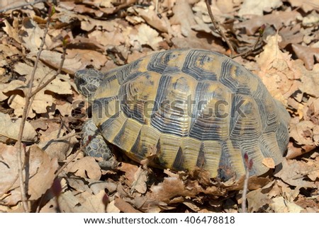 Spur-thighed tortoise (Testudo graeca ibera)