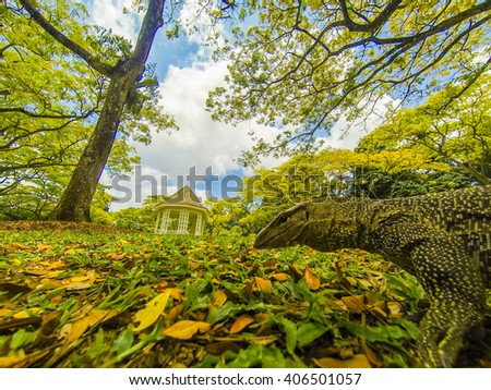 Wild iguana in the park on a background of trees and gazebos