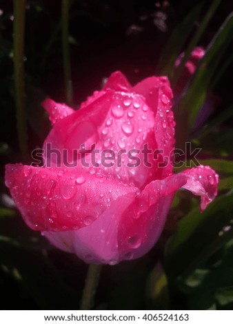 Dew on a beautiful flower. Tulip flower photographed in a morning of a sunny spring day.