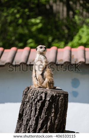 Meerkat standing on the stump