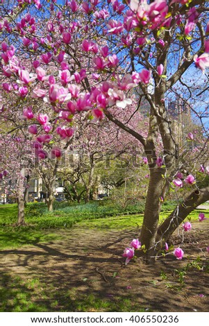 Magnolia Tree Blossoming in City Hall Park in Lower Manhattan, New York, USA. Skyscrapers on the background. Selective focus